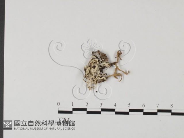 登錄號:F0010603藏品圖，第3張