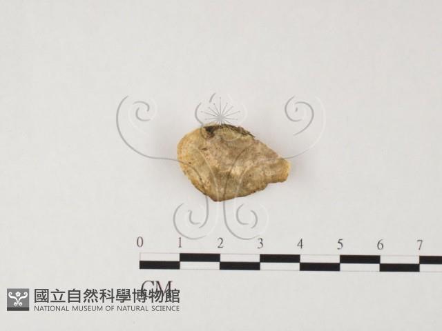 登錄號:F0026603藏品圖，第3張