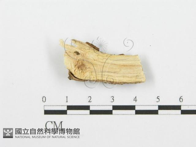 登錄號:F0001603藏品圖，第3張