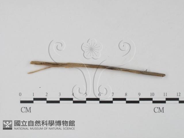 登錄號:F0011603藏品圖，第3張