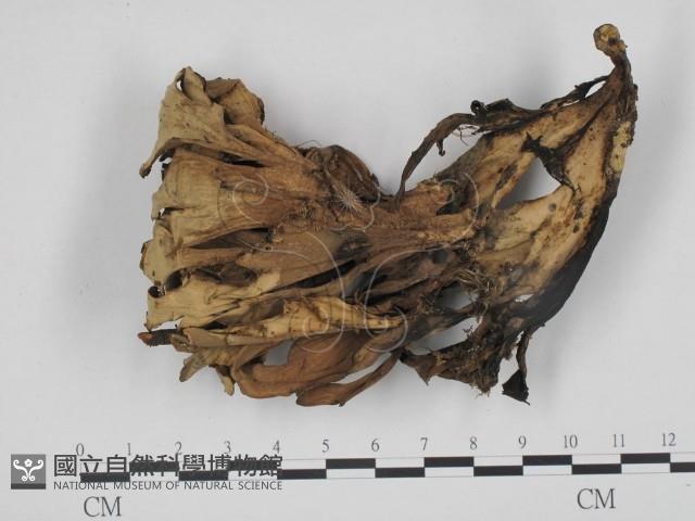 革菌屬藏品圖，第3張