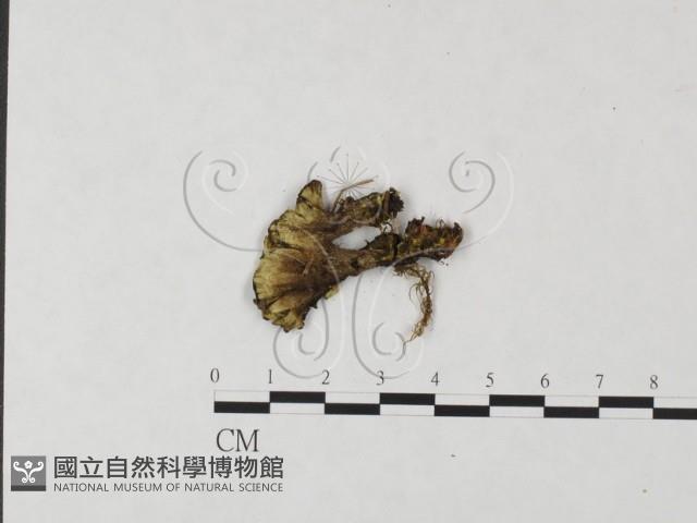 登錄號:F0004603藏品圖，第3張