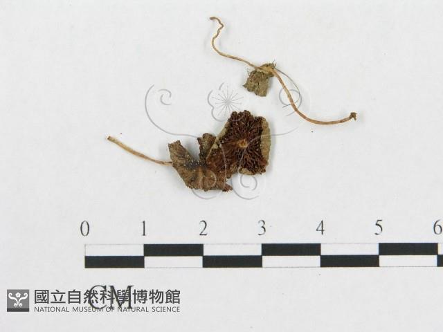 登錄號:F0014603藏品圖，第3張