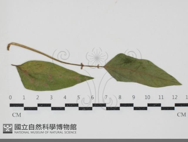 登錄號:F0034603藏品圖，第3張