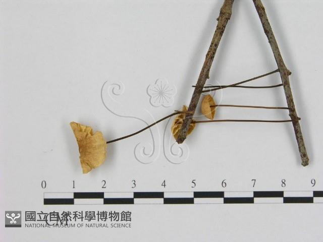 小皮傘屬藏品圖，第3張