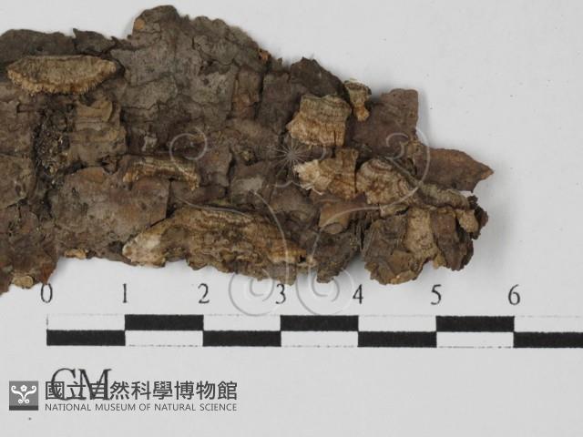 登錄號:F0027603藏品圖，第3張