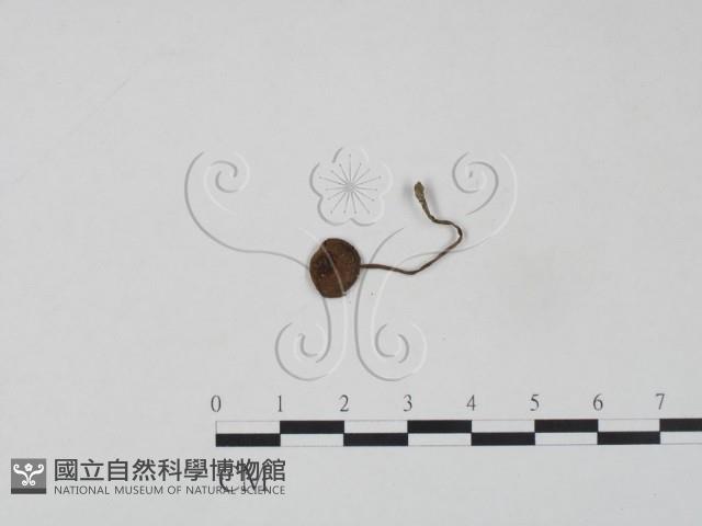 登錄號:F0007603藏品圖，第3張