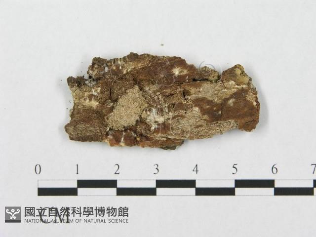 登錄號:F0017603藏品圖，第1張