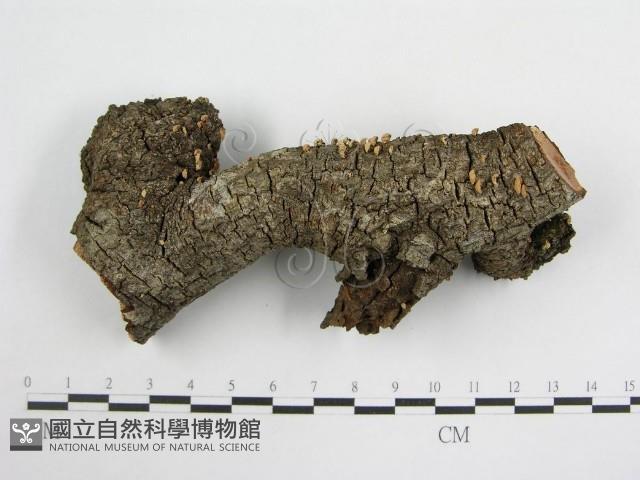 登錄號:F0005603藏品圖，第3張