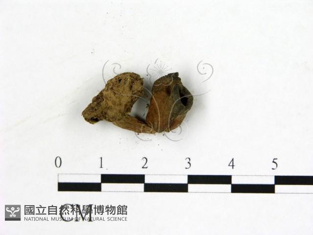 登錄號:F0019603藏品圖，第3張