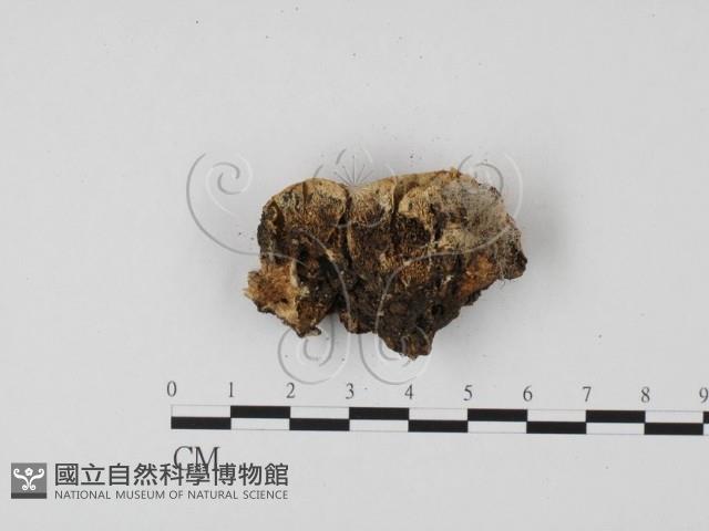 栓菌屬藏品圖，第3張