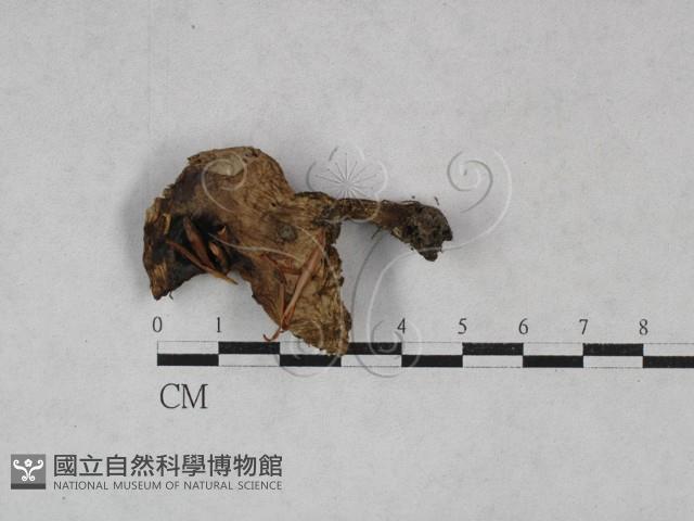 登錄號:F0028403藏品圖，第3張