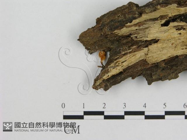 小菇屬藏品圖，第3張