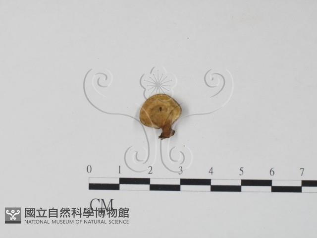 栓菌屬藏品圖，第3張