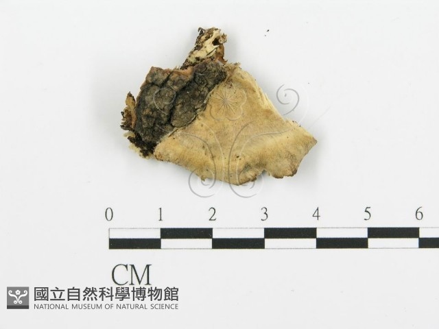 煙管菌藏品圖，第3張