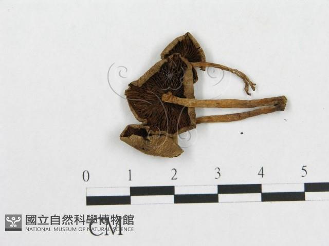 登錄號:F0016403藏品圖，第3張