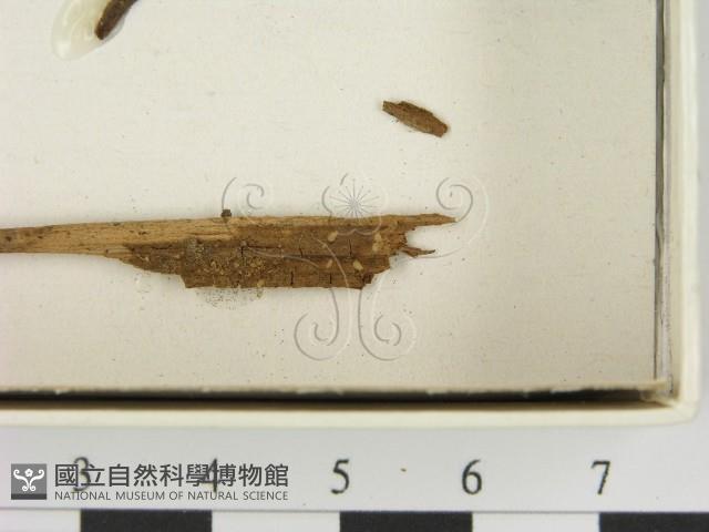 登錄號:F0021403藏品圖，第3張
