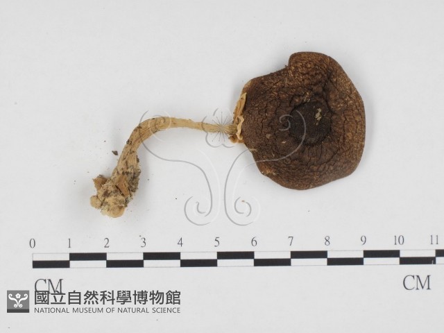 登錄號:F0024403藏品圖，第3張