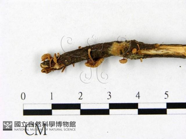 登錄號:F0014403藏品圖，第3張