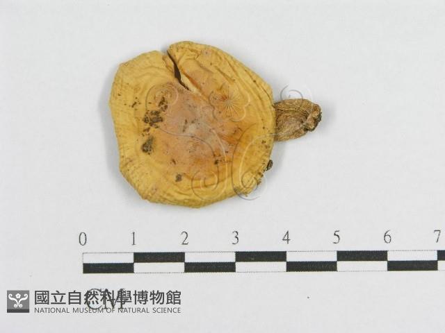 登錄號:F0012403藏品圖，第3張