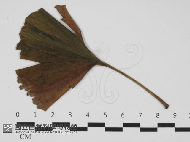 登錄號:F0032403藏品圖，第3張