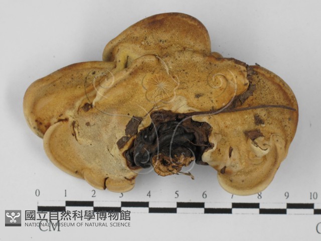 靈芝屬藏品圖，第3張