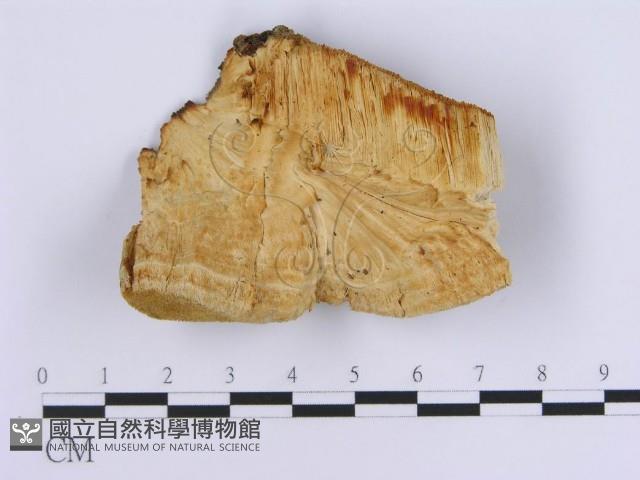 登錄號:F0017403藏品圖，第1張