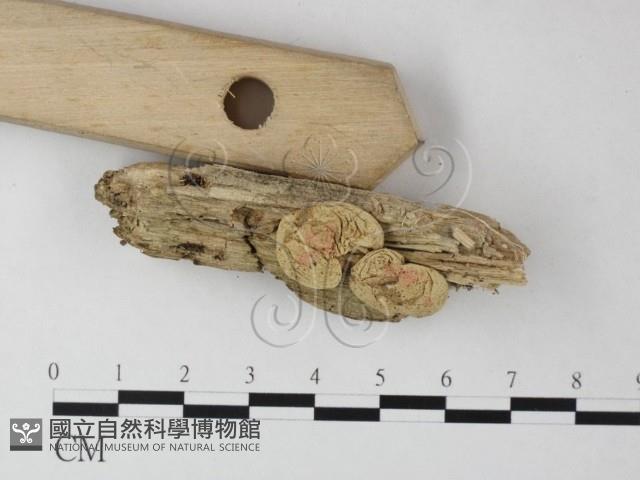 登錄號:F0025403藏品圖，第3張