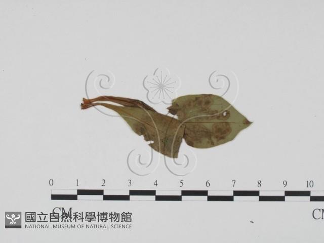 登錄號:F0009403藏品圖，第3張