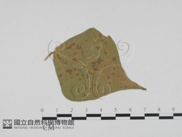 登錄號:F0019403藏品圖，第3張