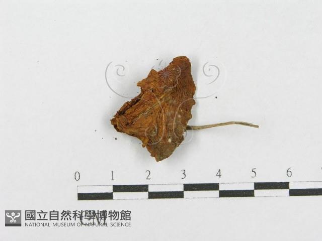 登錄號:F0018703藏品圖，第3張
