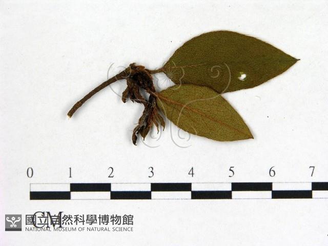 登錄號:F0020703藏品圖，第3張