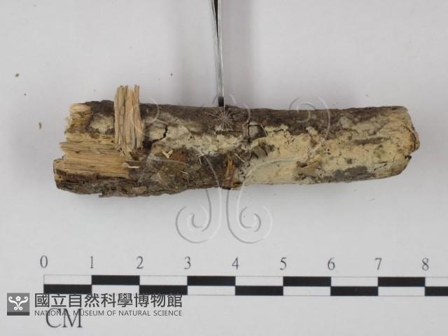 剛毛絲皮菌藏品圖，第3張