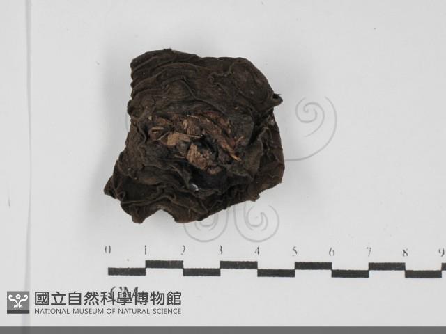 登錄號:F0031703藏品圖，第3張