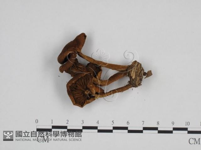登錄號:F0024703藏品圖，第3張
