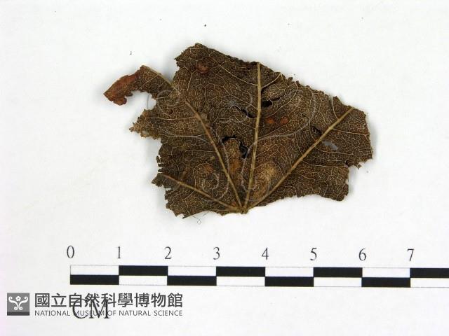 登錄號:F0004703藏品圖，第3張