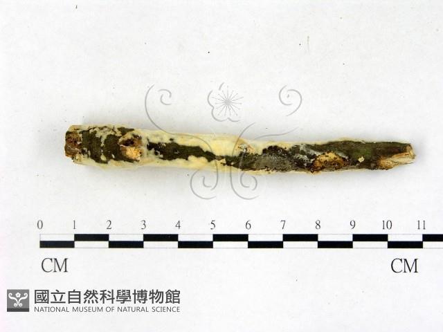 顯絲菌屬藏品圖，第3張