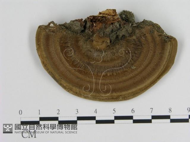登錄號:F0012703藏品圖，第3張