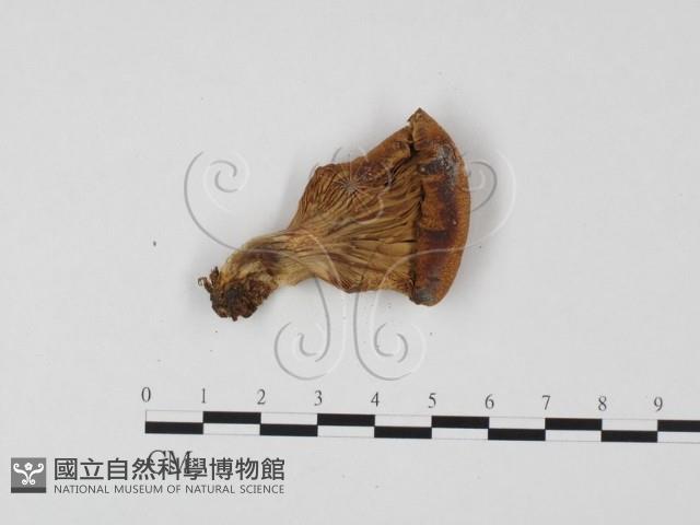 登錄號:F0025703藏品圖，第3張