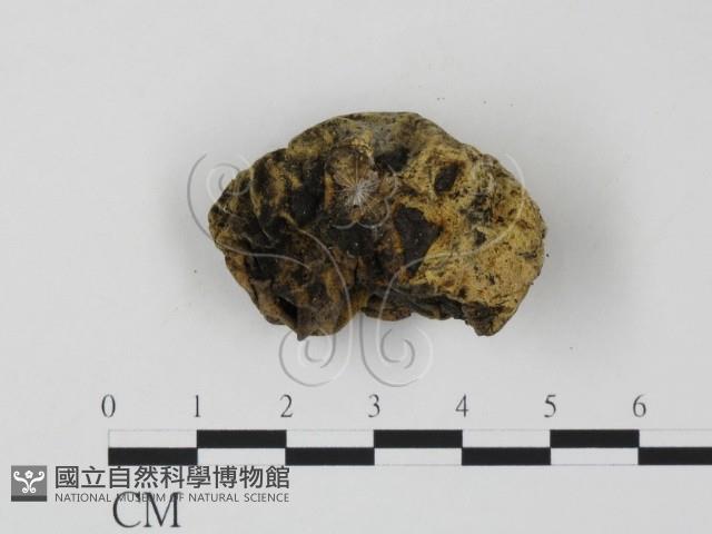 登錄號:F0003703藏品圖，第3張