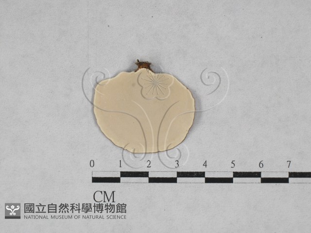 相鄰小孔菌藏品圖，第3張