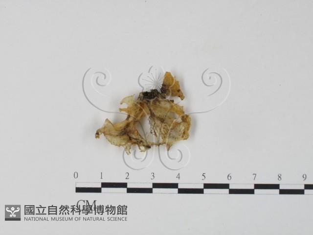 登錄號:F0008503藏品圖，第3張