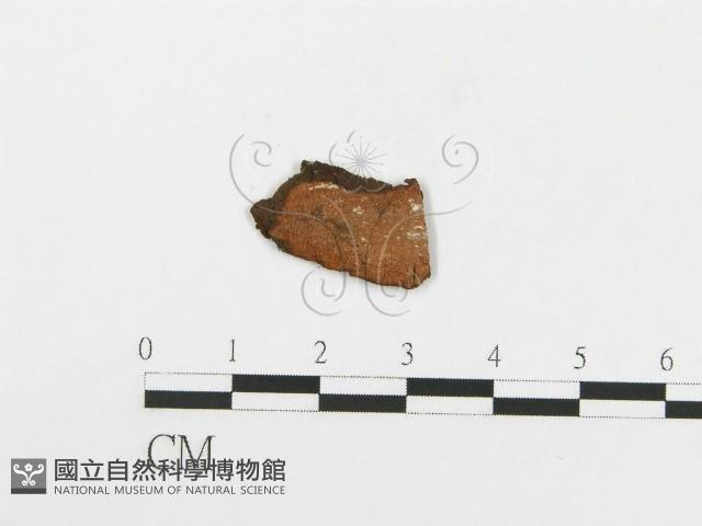 刺革菌屬藏品圖，第3張
