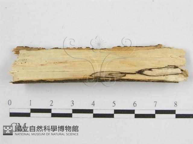 登錄號:F0010503藏品圖，第3張