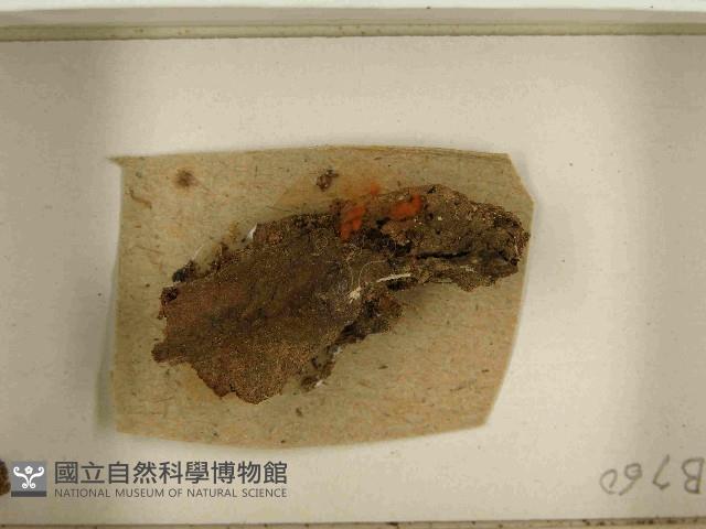 登錄號:F0021503藏品圖，第3張