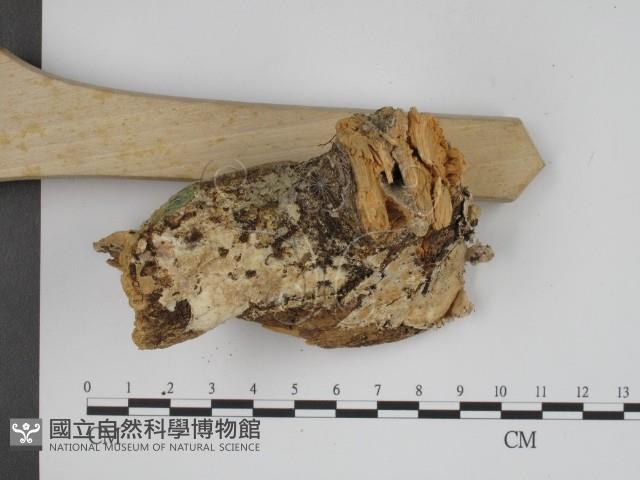 登錄號:F0001503藏品圖，第3張