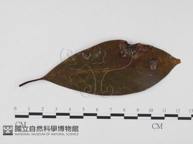 登錄號:F0024503藏品圖，第3張