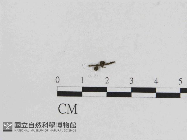 小菇屬藏品圖，第3張