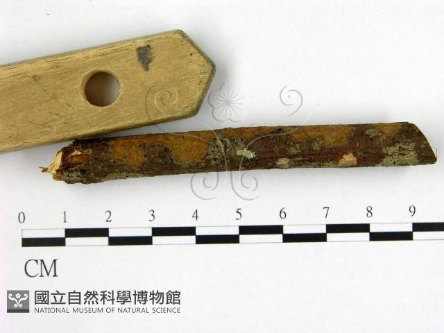 刺革菌屬藏品圖，第3張