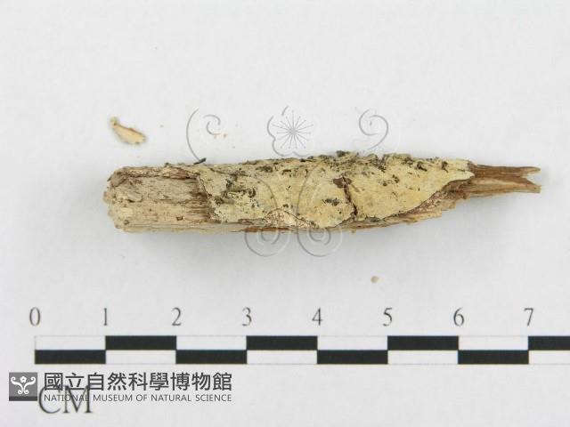 登錄號:F0002503藏品圖，第3張